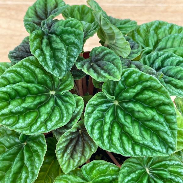 ペペロミア　カペラータ　グリーン　3.5号（10cm）ポット