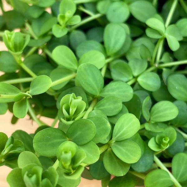 ペペロミア　デピーナ　3.5号（10cm）ポット