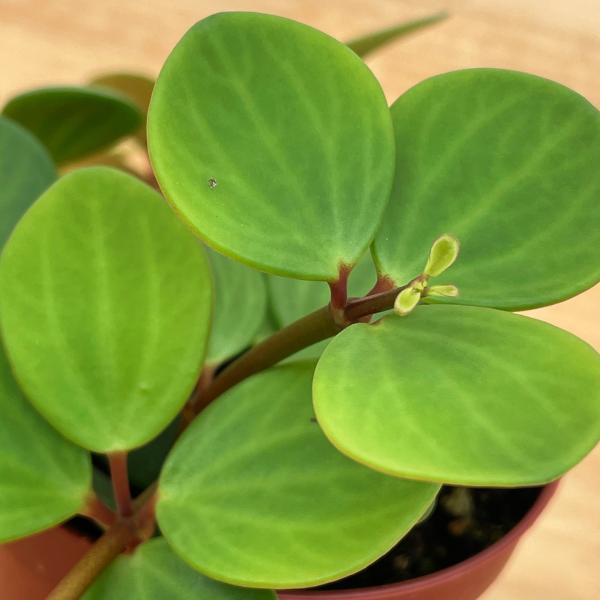 ペペロミア　ホープ　3.5号（10cm）ポット