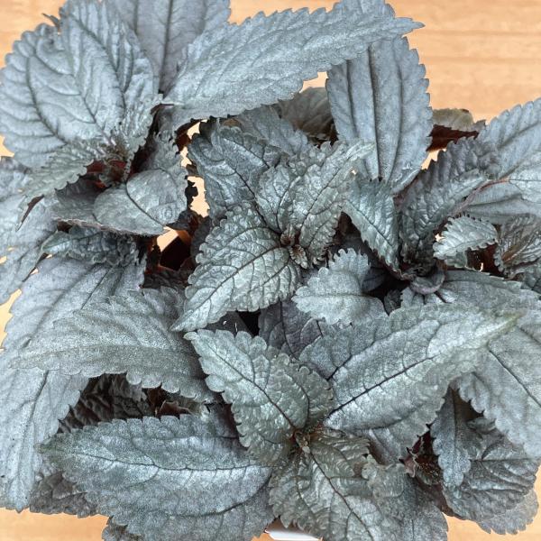 ピレア　カディエレイ　'エレン'　3.5号（10cm）