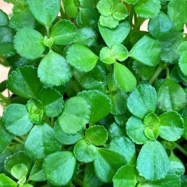 ピレア　ディプレッサ　3号　苗ポット