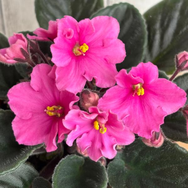 セントポーリア　「ピンクシャイン」開花株 3.5号