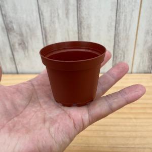 プラ鉢 6cm (12鉢セット) : POCOLOCOプランツ - 通販 - Yahoo