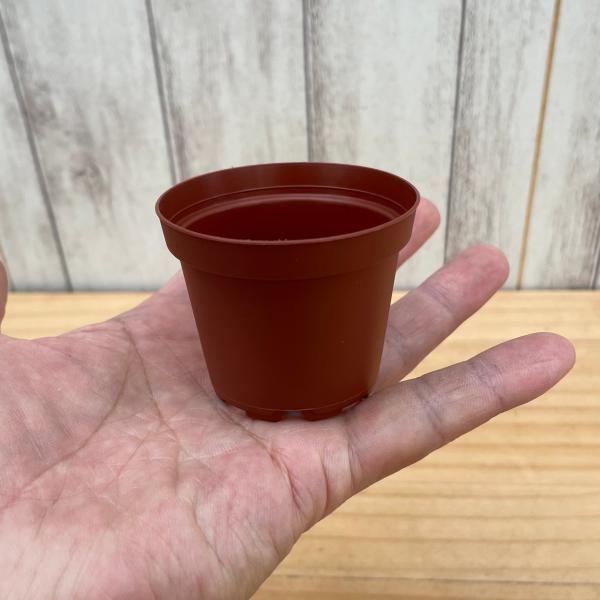 プラ鉢 ６cm (１鉢)