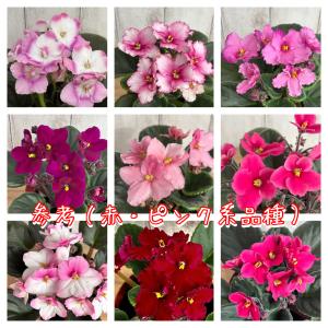 おすすめ!セントポーリア3鉢セット 普通種 開...の詳細画像3