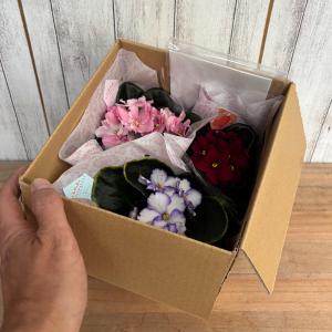 おすすめ!セントポーリア3鉢セット 普通種 開...の詳細画像2