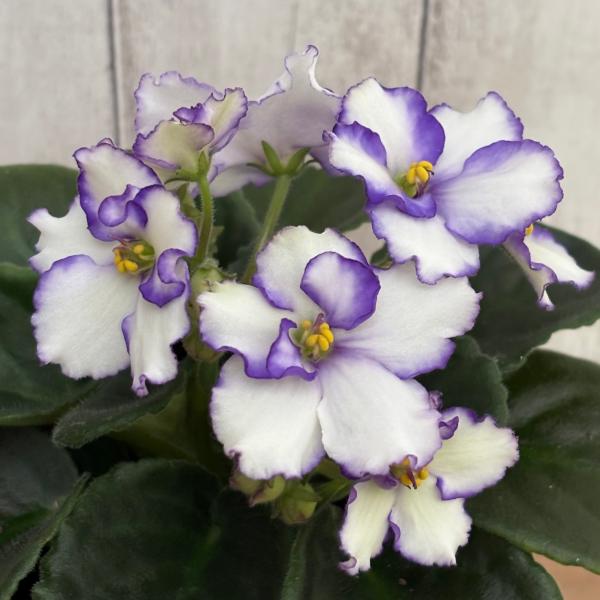 セントポーリア 「チコ」 開花株  3.5号