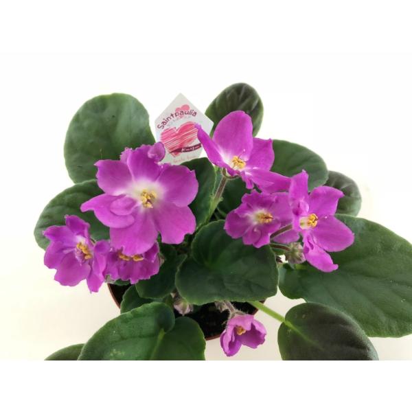 セントポーリア 「ドーリー」 開花株  3.5号