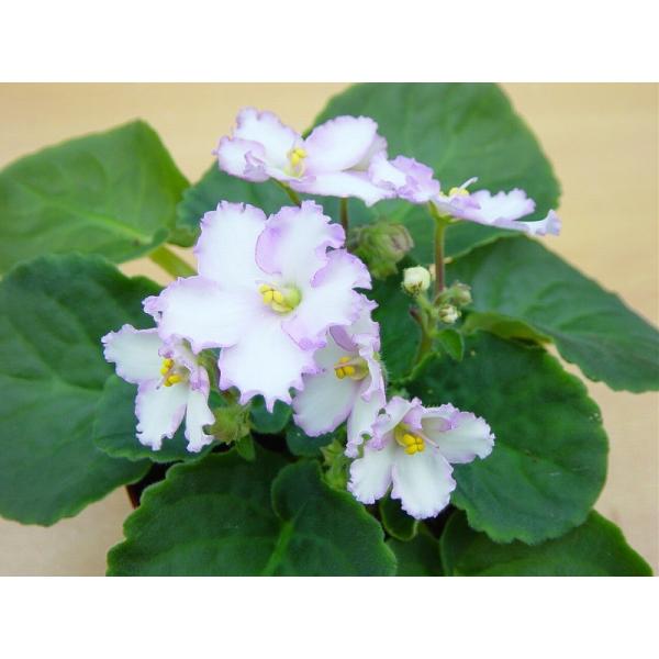 セントポーリア 「マリ」 開花株  3.5号