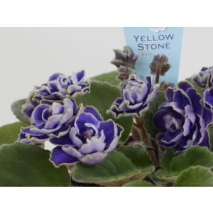 セントポーリア　Zaca's ette 開花株 縞花　希少品種 セントポーリア 八重咲き「タカコ」 開花株 3.5号 : POCOLOCOプランツ