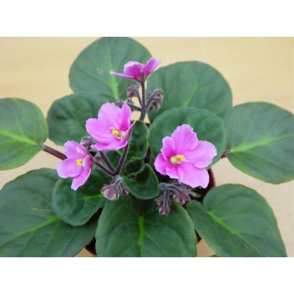 セントポーリア　「56 インディアナ」開花株 3.5号