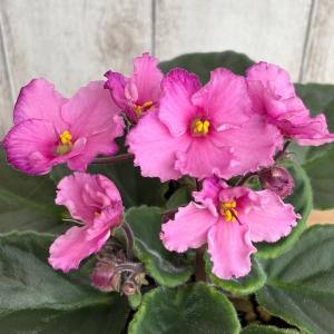 セントポーリア 八重咲き「タカコ」 開花株 3.5号 : POCOLOCOプランツ