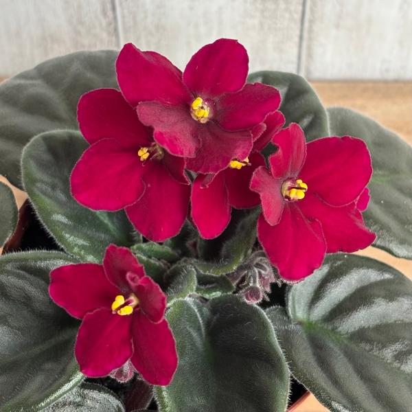 セントポーリア 「64 トモコ」開花株  3.5号