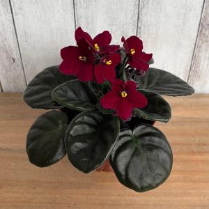 セントポーリア 「64 トモコ」開花株 3.5号の詳細画像1
