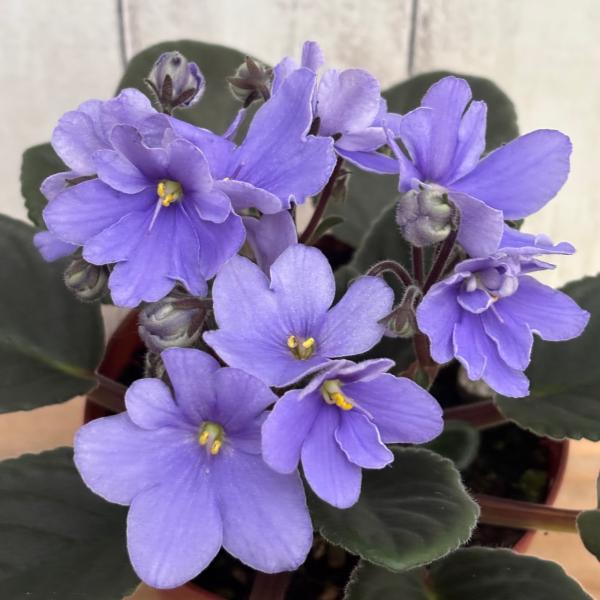 セントポーリア　「31 ステファニー」 開花株 3.5号