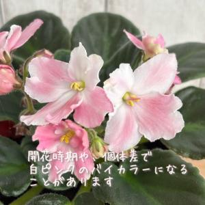 セントポーリア 「サブリナ」 開花株 3.5号の詳細画像3