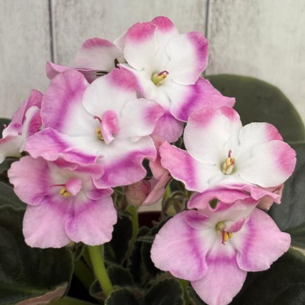 セントポーリア 「セレン　ピンク」 開花株  3.5号