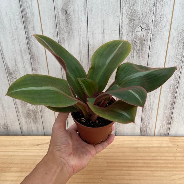 シデラシス　フスカタ 3.5号【レア植物】