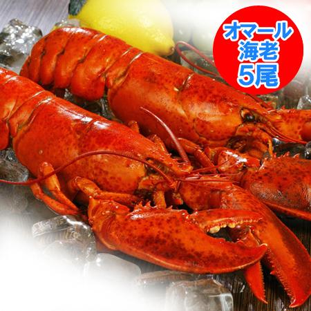 ロブスター 送料無料 ボイル ロブスター 5尾 ( 1尾 350 g前後×5 ) 海老 / えび /...