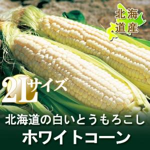 とうもろこし 北海道 白いとうもろこし ピュアホワイト 白いとうもろこし「ホワイト ショコラ」 2Lサイズ 10本 価格 2390円｜pointhonpo