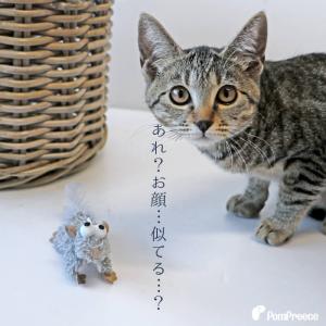 猫おもちゃ カシャカシャ猫の気になる音 運動不...の詳細画像4