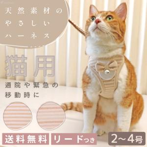 anifull（アニフル） 【anifull 公式】 保定のできる猫型採血