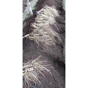 掘りたて！減農薬 50ｇ・80ｇ・100ｇ・130ｇ超え ご指定可能