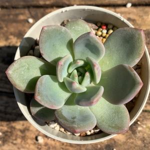 多肉植物 苗 エケベリア ホワイトシャンペン 2.5号鉢