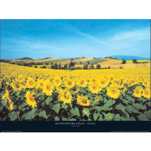 ひまわり畑 アートポスター の商品一覧 美術 工芸品 楽器 手芸 コレクション 通販 Yahoo ショッピング