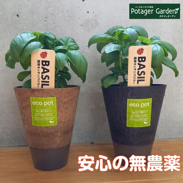 キッチンバジル 10.5cm（ハーブ 苗 無農薬 ジェノベーゼ エコポット 栽培キット 花苗 ガーデ...