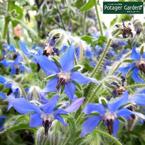 ハーブ 苗 ボリジ 青花（種類 栽培 ハーブガーデン ハーブティー 花 ガーデニング 栽培キット）