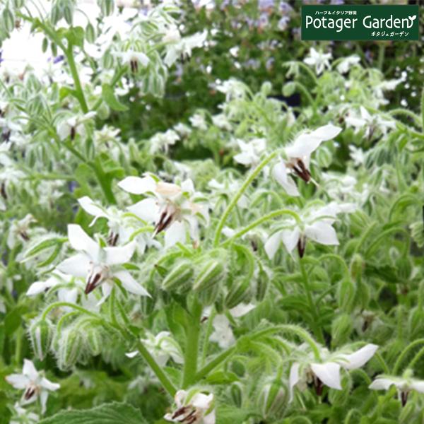 ハーブ 苗 ボリジ 白花（種類 栽培 ハーブガーデン ハーブティー 花 ガーデニング 栽培キット）
