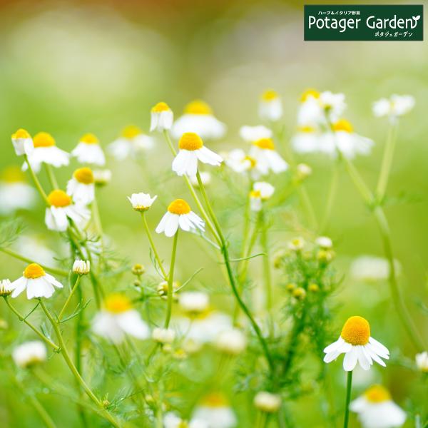 ハーブ 苗 セット ジャーマンカモミール5個（種類 栽培 ハーブガーデン カモミールティー アロマ ...