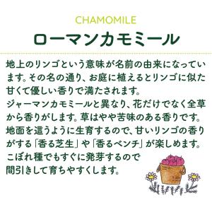 ハーブ 苗 カモミール ローマン(種類 栽培 ...の詳細画像1