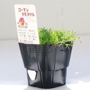 ハーブ 苗 カモミール ローマン(種類 栽培 ...の詳細画像2