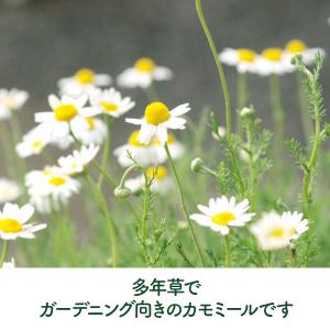 ハーブ 苗 カモミール ローマン(種類 栽培 ...の詳細画像3