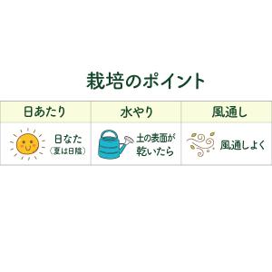 ハーブ 苗 カモミール ローマン(種類 栽培 ...の詳細画像5