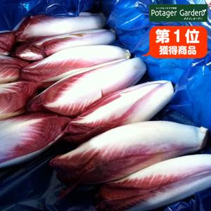 野菜 苗 レッドチコリ（種類 栽培 ハーブガーデン ハーブティー 花 ガーデニング 栽培キット）
