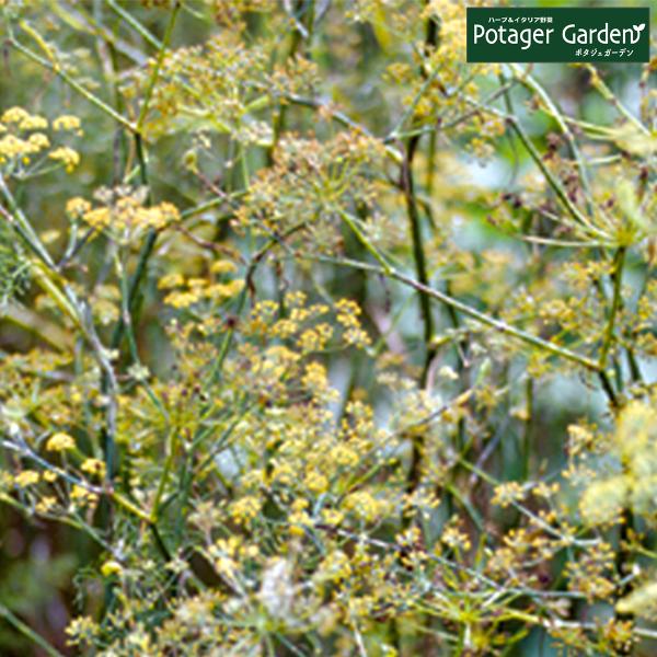 ハーブ 苗 ブロンズフェンネル（種類 栽培 ハーブガーデン ハーブティー 花 ガーデニング 栽培キッ...