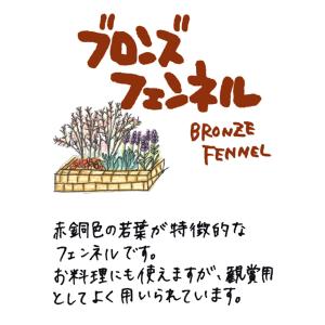 ハーブ 苗 ブロンズフェンネル(種類 栽培 ハ...の詳細画像1