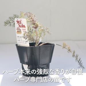 ハーブ 苗 ブロンズフェンネル(種類 栽培 ハ...の詳細画像2