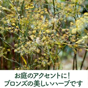 ハーブ 苗 ブロンズフェンネル(種類 栽培 ハ...の詳細画像3