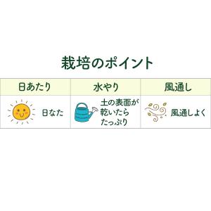 ハーブ 苗 ブロンズフェンネル(種類 栽培 ハ...の詳細画像5