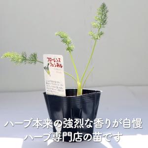 ハーブ 苗 フローレンスフェンネル(種類 栽培...の詳細画像2