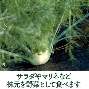 ハーブ 苗 フローレンスフェンネル(種類 栽培...の詳細画像3