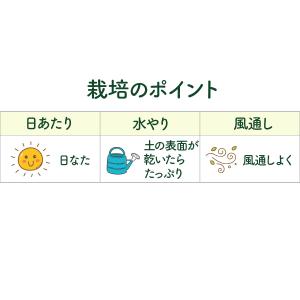 ハーブ 苗 フローレンスフェンネル(種類 栽培...の詳細画像5
