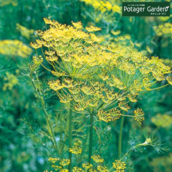 ハーブ 苗 スイートフェンネル（種類 栽培 ハーブガーデン ハーブティー 花 ガーデニング 栽培キッ...