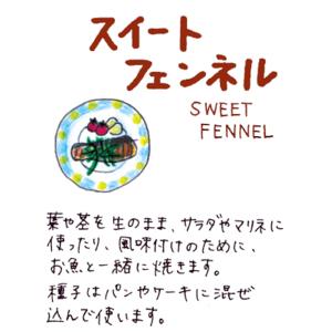 ハーブ 苗 スイートフェンネル(種類 栽培 ハ...の詳細画像1