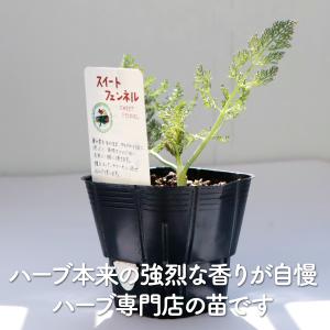 ハーブ 苗 スイートフェンネル(種類 栽培 ハ...の詳細画像2