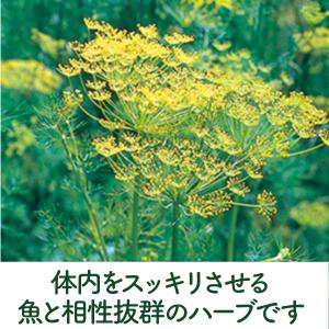 ハーブ 苗 スイートフェンネル(種類 栽培 ハ...の詳細画像3